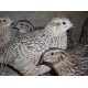 QUAIL FERTILE HATCHING EGGS